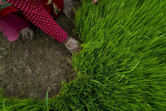 زراعة الأرز فى النيبال (8)