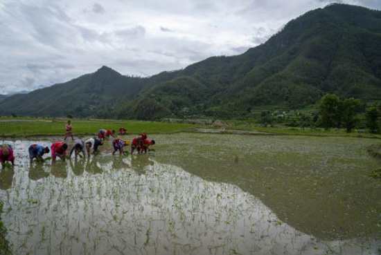 زراعة الأرز فى النيبال (5)