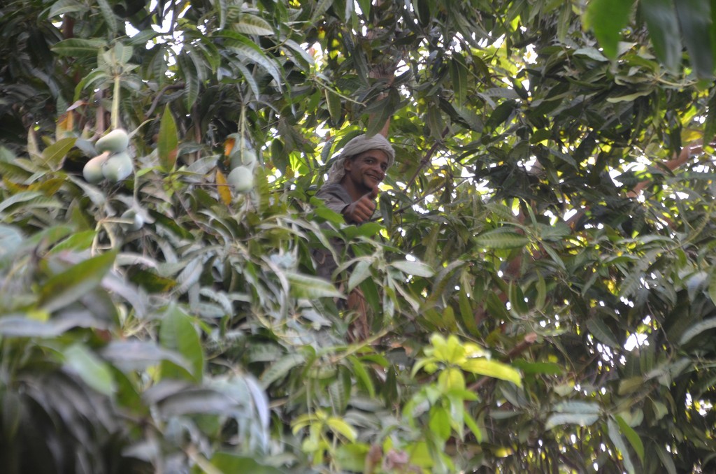 عامل خلال حصاد المانجو من الأشجار