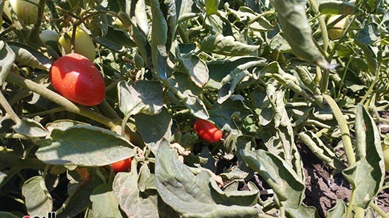 البشاير..-محصول-الطماطم-يزين-مزارع-المنيا-قبل-موسم-الحصاد-(2)