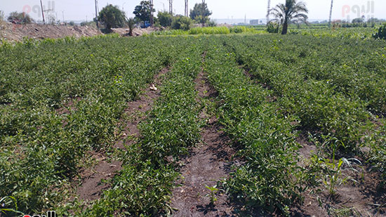 البشاير..-محصول-الطماطم-يزين-مزارع-المنيا-قبل-موسم-الحصاد-(6)