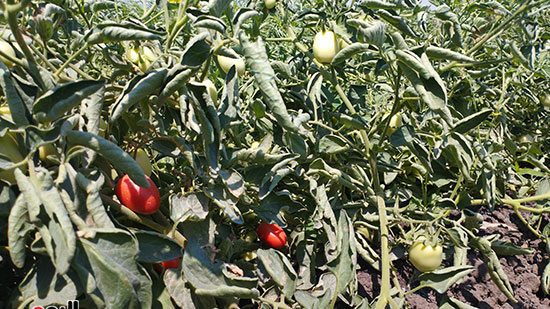 البشاير..-محصول-الطماطم-يزين-مزارع-المنيا-قبل-موسم-الحصاد-(1)