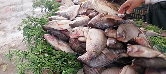 سوق-السمك-بالقيساريه-اقدم-الاسواق-لبيع-السمك-في-محافظه-اسيوط--(2)