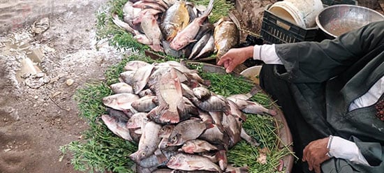 سوق-السمك-بالقيساريه-اقدم-الاسواق-لبيع-السمك-في-محافظه-اسيوط--(6)