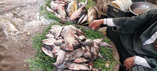 سوق-السمك-بالقيساريه-اقدم-الاسواق-لبيع-السمك-في-محافظه-اسيوط--(6)
