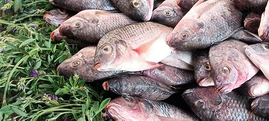 سوق-السمك-بالقيساريه-اقدم-الاسواق-لبيع-السمك-في-محافظه-اسيوط--(3)