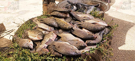 سوق-السمك-بالقيساريه-اقدم-الاسواق-لبيع-السمك-في-محافظه-اسيوط--(4)