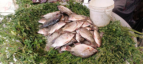 سوق-السمك-بالقيساريه--(6)