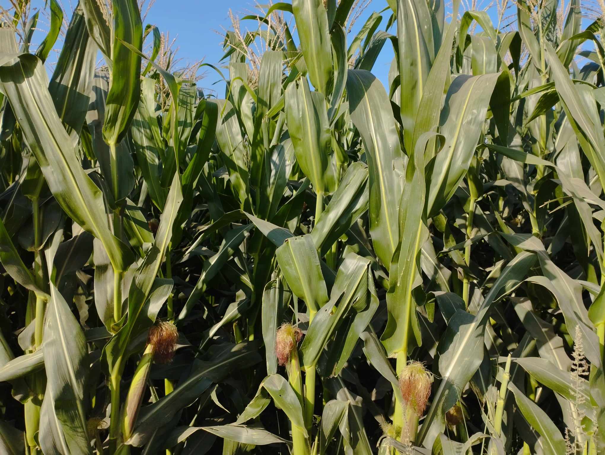 محصول الذرة الشامية يزين غيطان محافظة الشرقية (11)