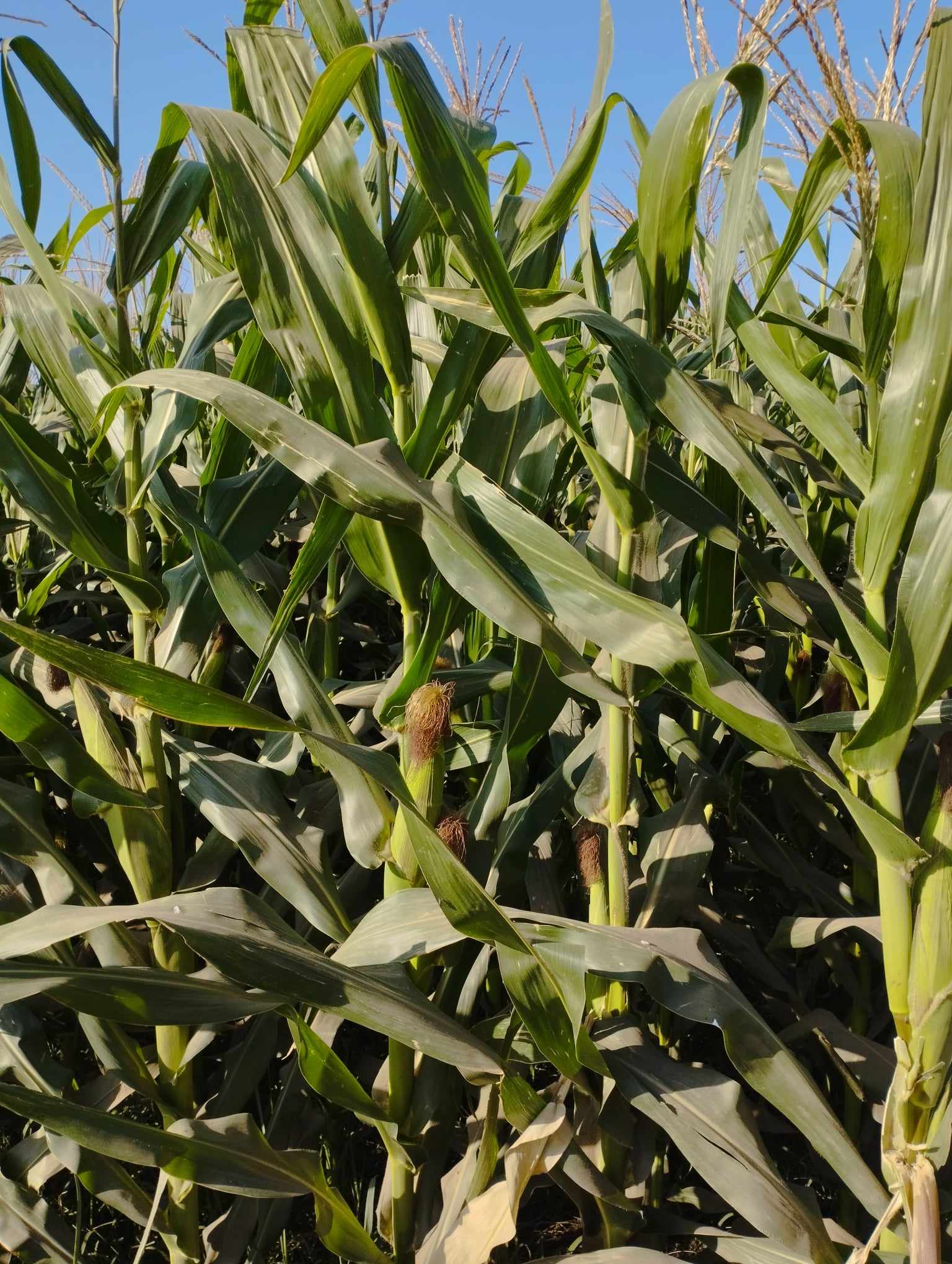 محصول الذرة الشامية يزين غيطان محافظة الشرقية (14)