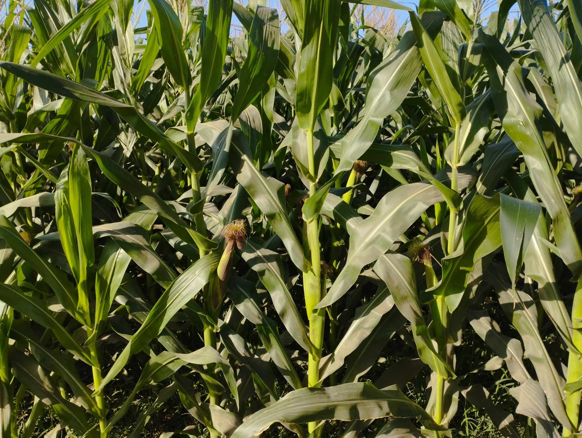 محصول الذرة الشامية يزين غيطان محافظة الشرقية (5)