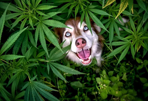 صورة مذهلى لكلب وسط النباتات