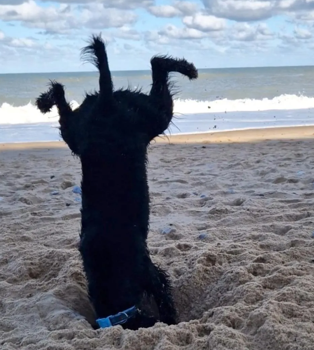 كلب على الشاطئ