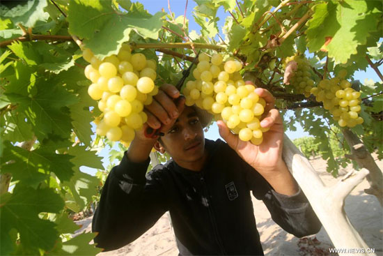 حصاد العنب الغزاوى فى منطقه الشيخ عجلين بقطاع غزه   (1)