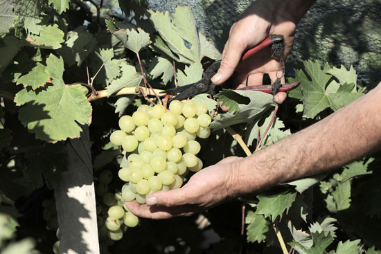 حصاد العنب الغزاوى فى منطقه الشيخ عجلين بقطاع غزه   (4)