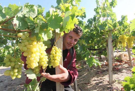 حصاد العنب الغزاوى فى منطقه الشيخ عجلين بقطاع غزه   (3)