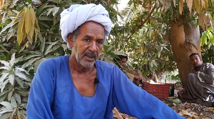 عثمان أبوطالب أقدم مزارع مانجو فى أسوان
