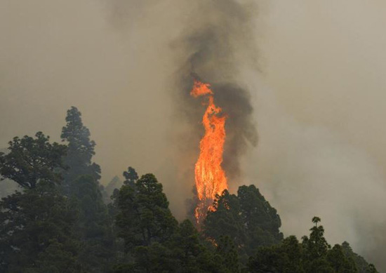 حرائق الغابات فى لابالما (11)