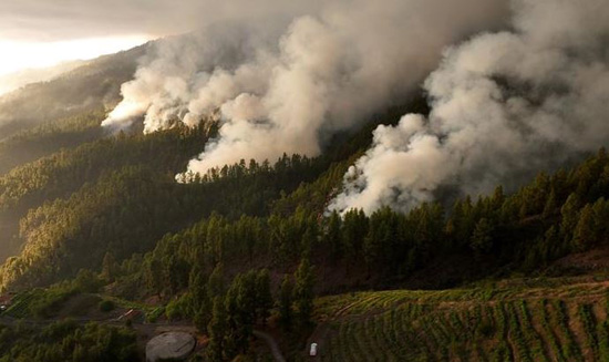 حرائق الغابات فى لابالما (14)