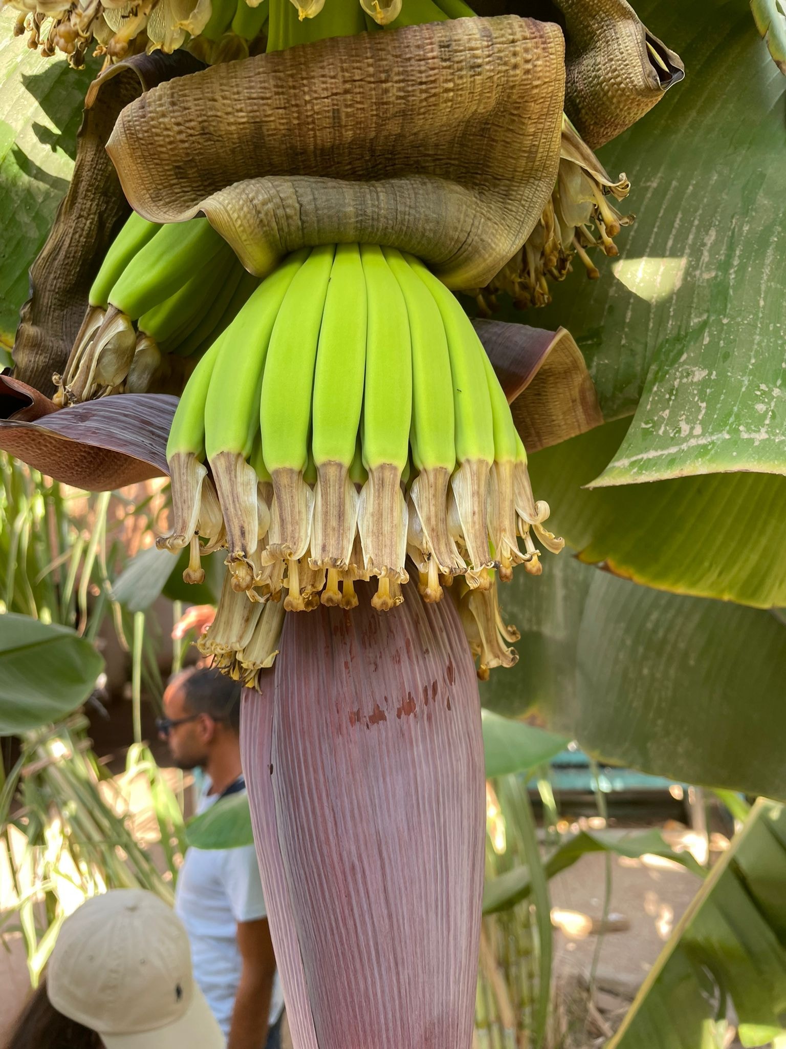 الموز على الأشجار قبل مرحلة النضج