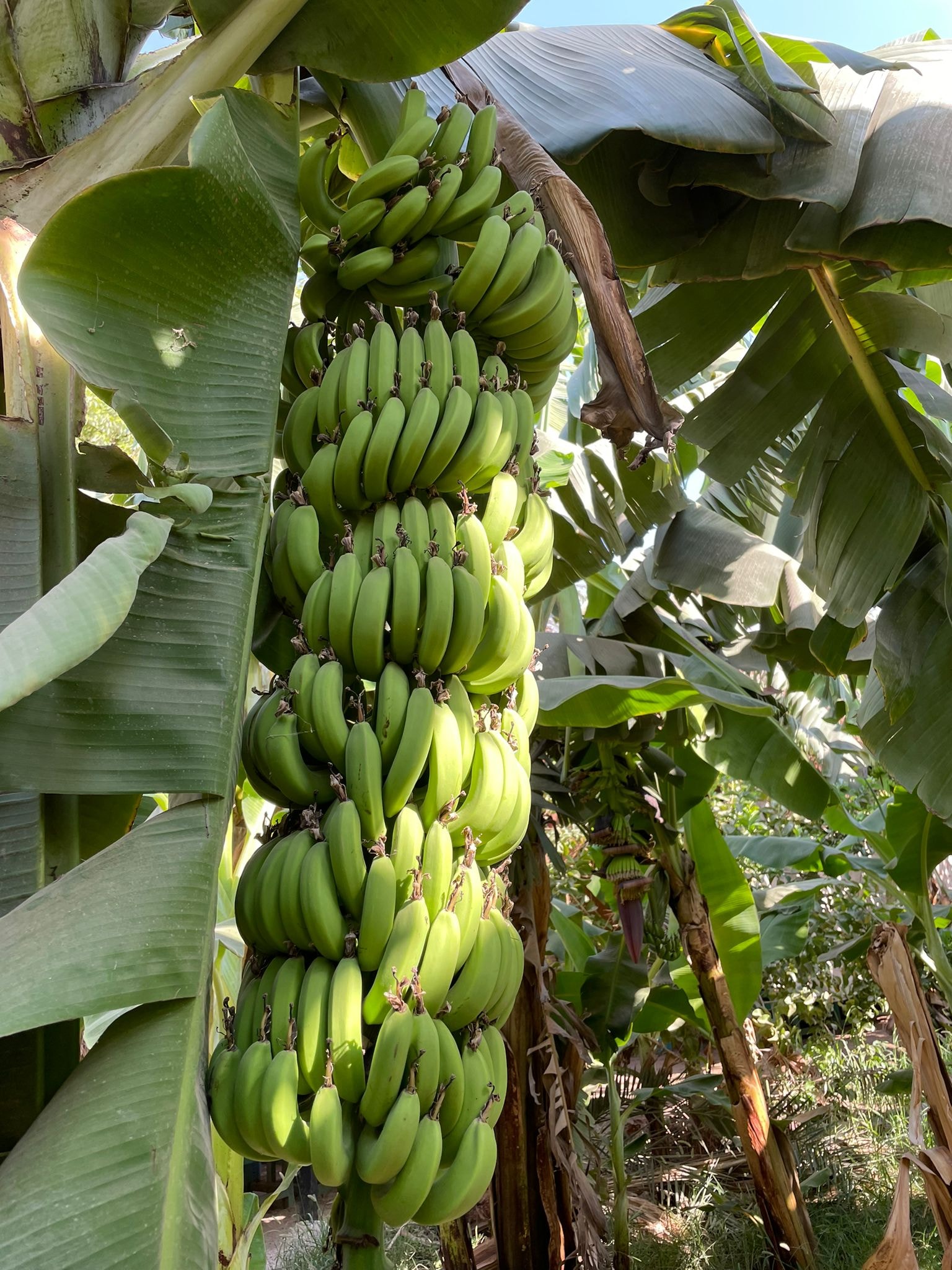 جانب من زراعات الموز فى محافظة الأقصر