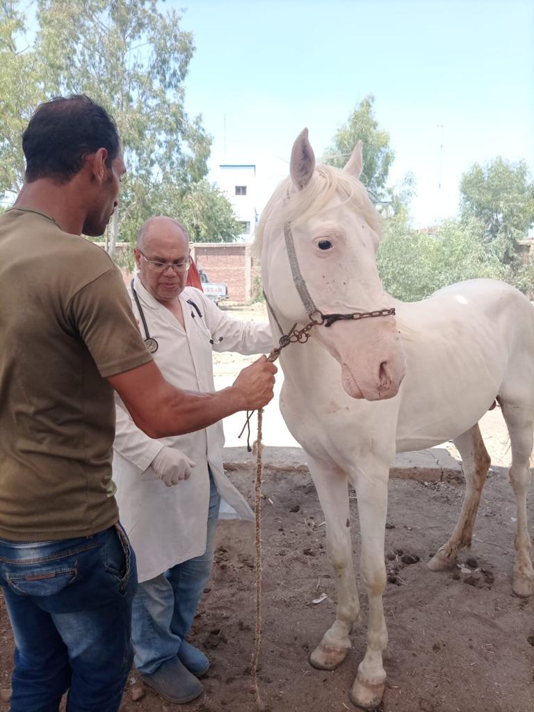 اجراء الكشف الطبي على أحد الخيول