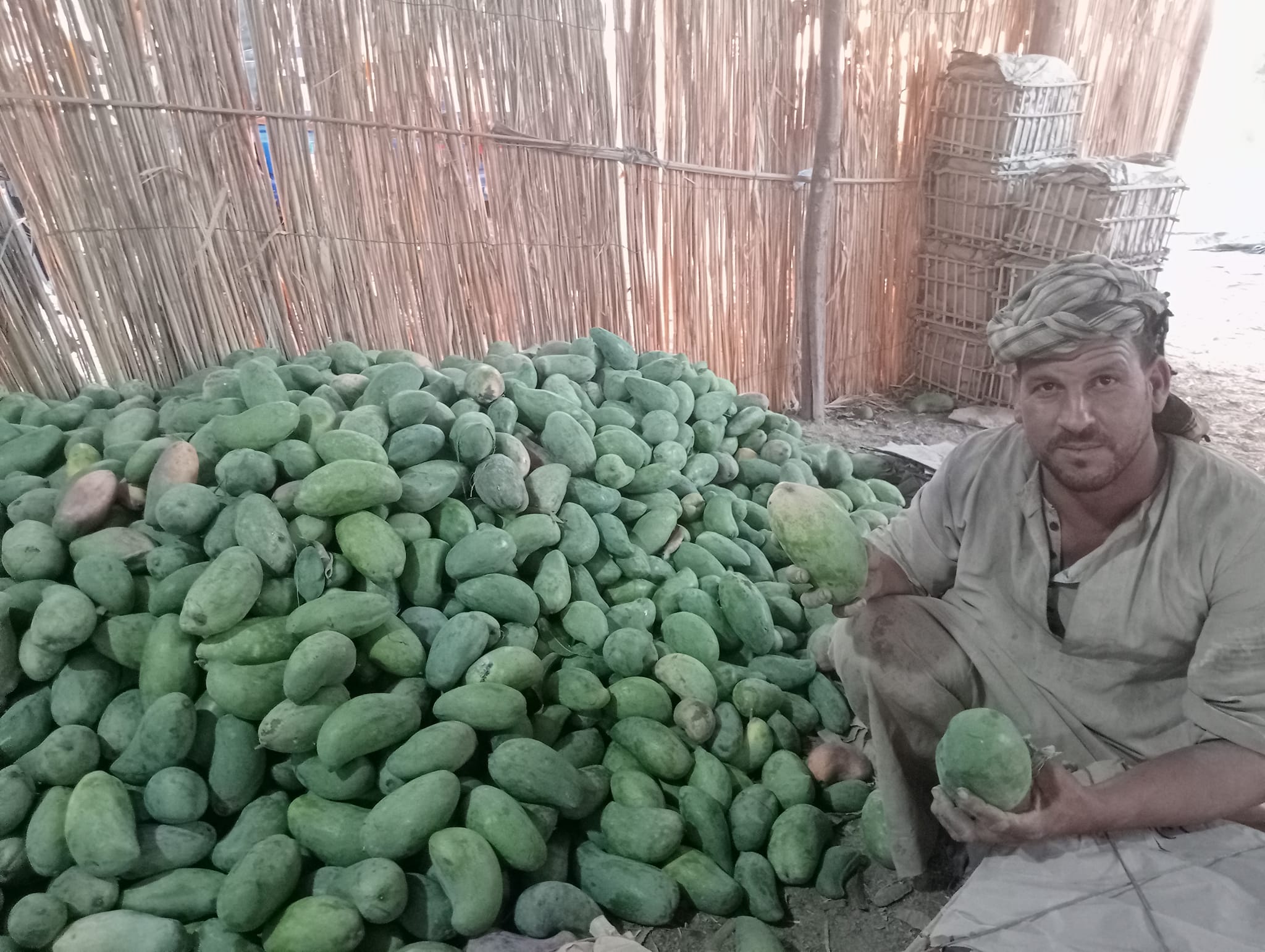 كميات المانجا فى المخازن قبل طرحها بالأسواق