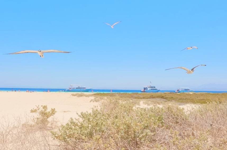 طيور النورس تحلق فوق سيال طيور النورس تحلق فوق سيال