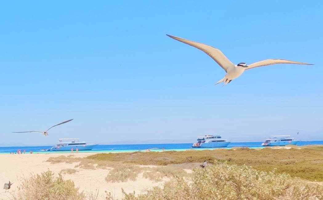 جزيرة سيال جنوب البحر الأحمر جزيرة سيال جنوب البحر الأحمر