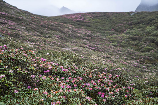 الزهور الجميله على جبال بولا