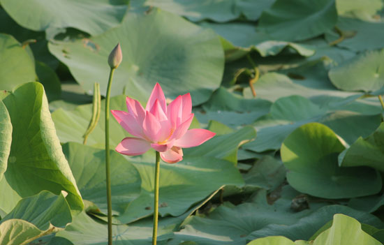 lotus-flower-4
