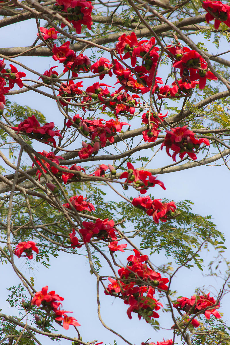 Bombax_ceiba_-_Cotton_tree_-_Shimul_Flower_(2)