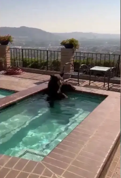 الدب فى حمام السباحة