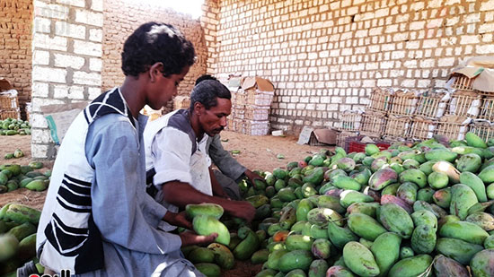 جانب-من-موسم-الحصاد