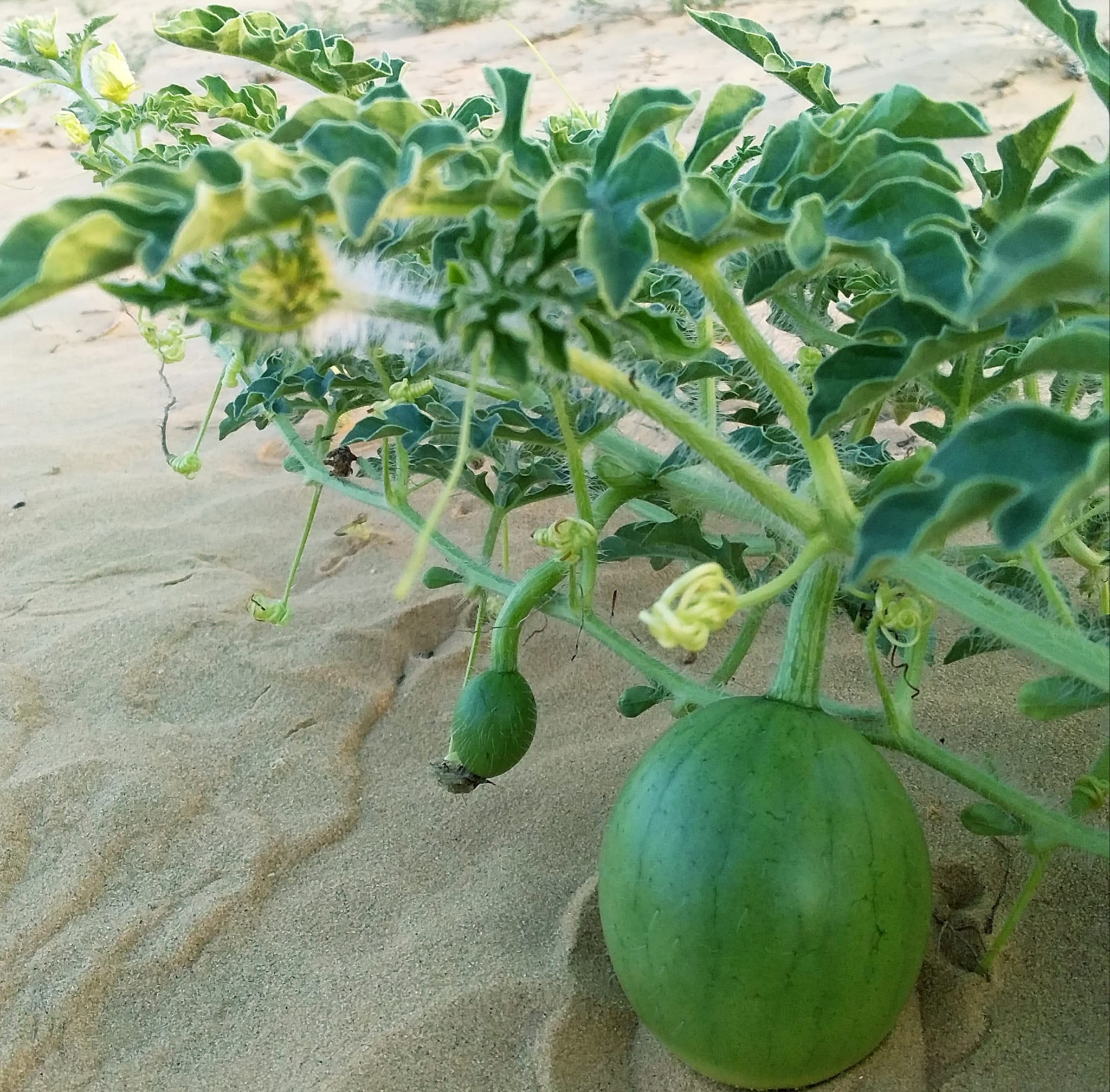 صغار البطيخ