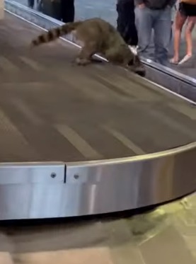 حيوان الراكون فى مطار فلادلفيا