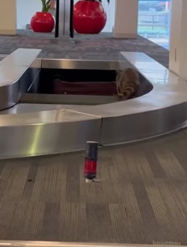حيوان الراكون يقتحم مطار فلادلفيا