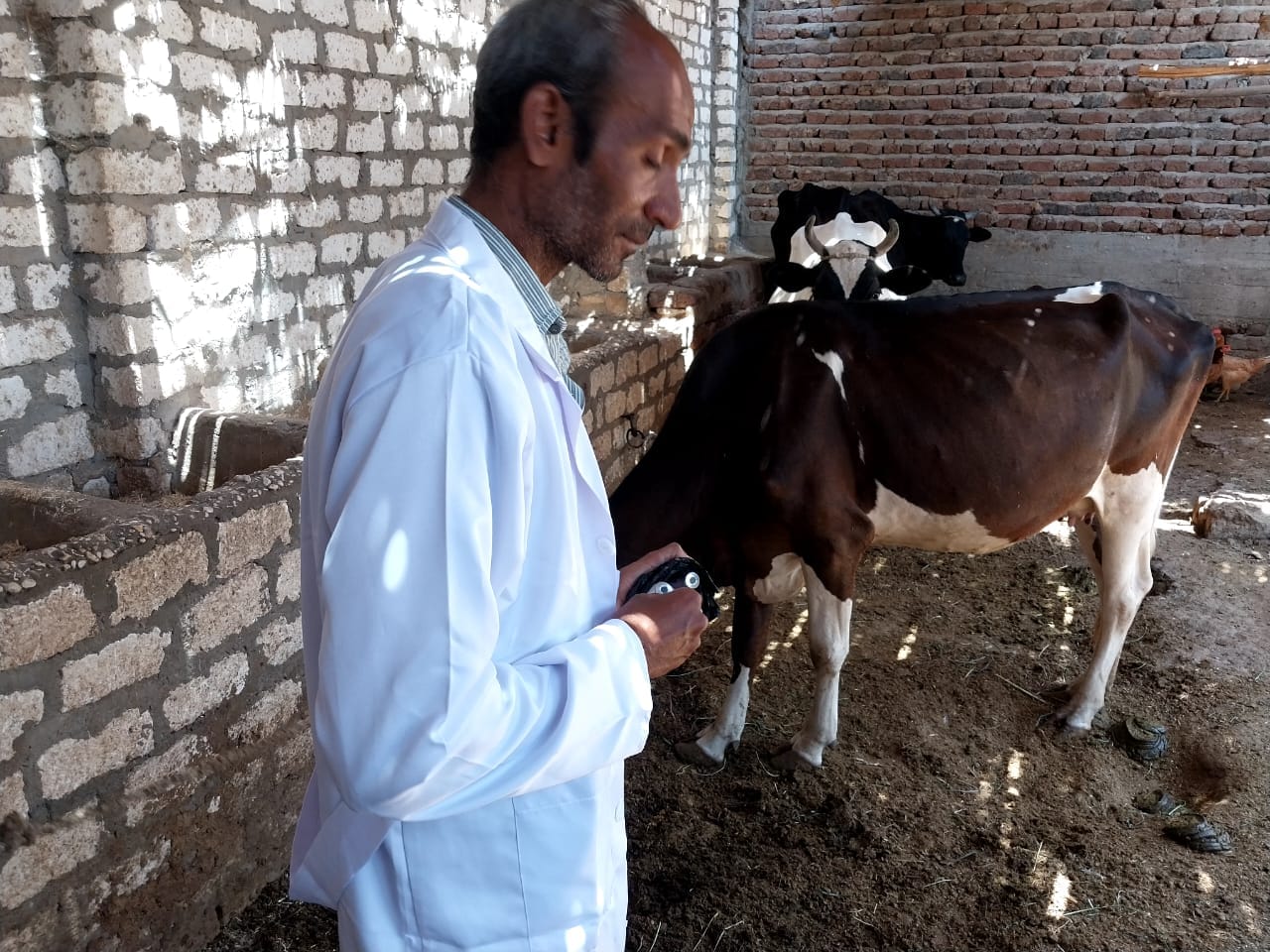 عمليات فحص وتحصين الماشية فى المزارع بالأقصر