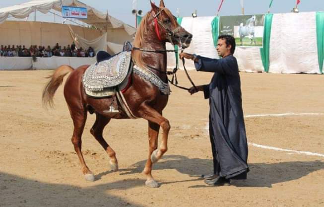 مهرجان الخيول العربية في الشرقية  (3)