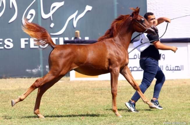 مهرجان الخيول العربية في الشرقية  (2)