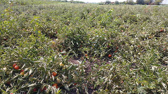 شاهد محصول الطماطم فى المنيا (6)
