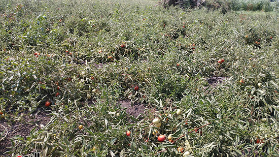 شاهد محصول الطماطم فى المنيا (5)