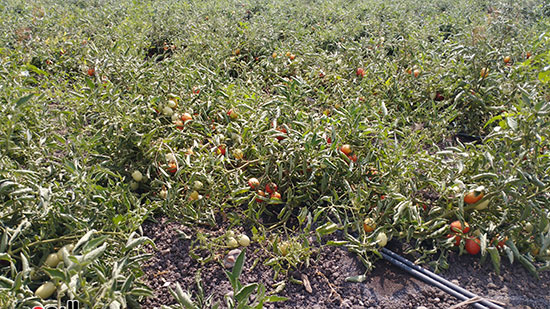شاهد محصول الطماطم فى المنيا (7)