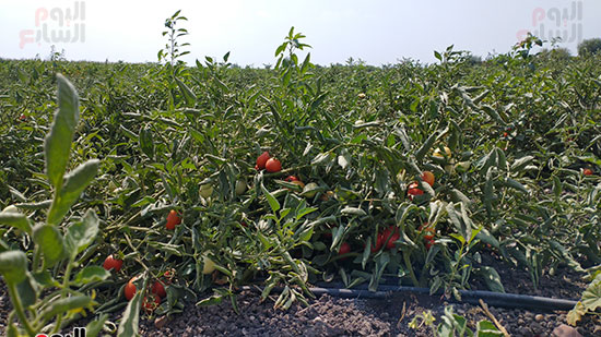 شاهد محصول الطماطم فى المنيا (3)