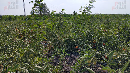 شاهد محصول الطماطم فى المنيا (2)