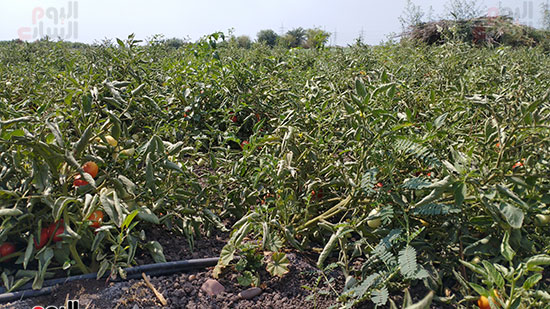 شاهد محصول الطماطم فى المنيا (4)