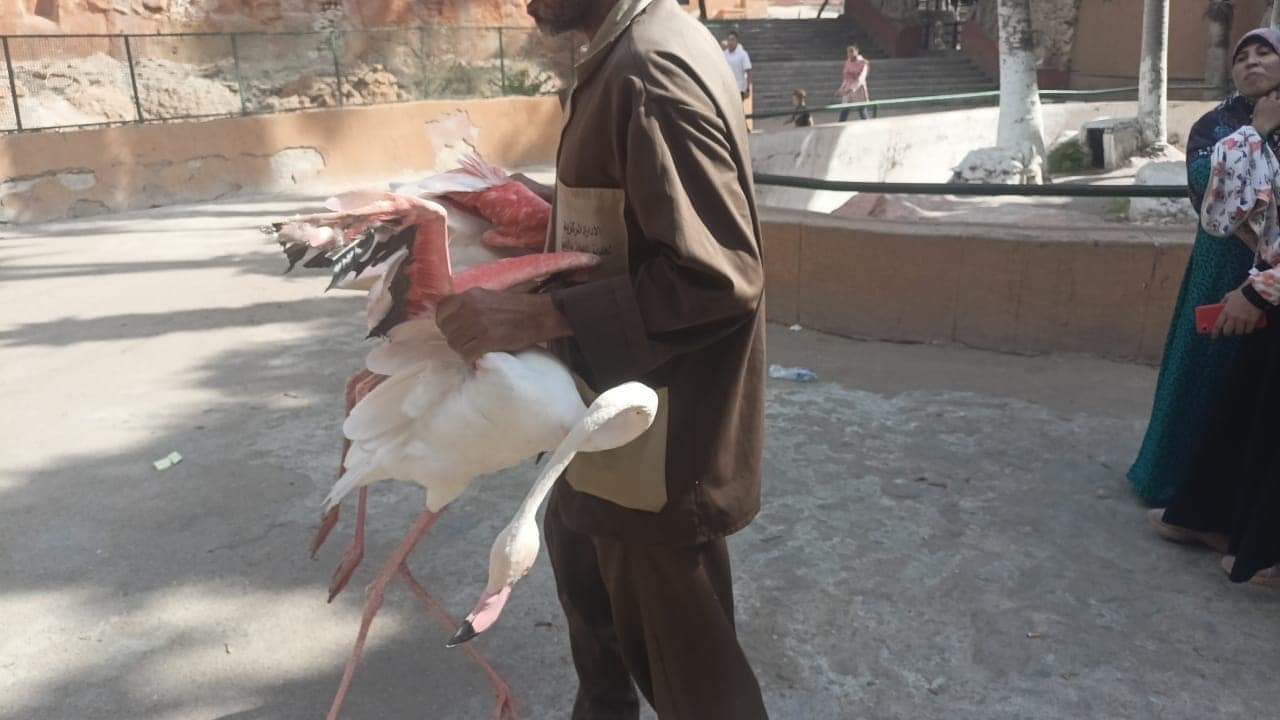  ضبط طيور الفلامنجو بأحد الكافتريات بالإسكندرية (4)