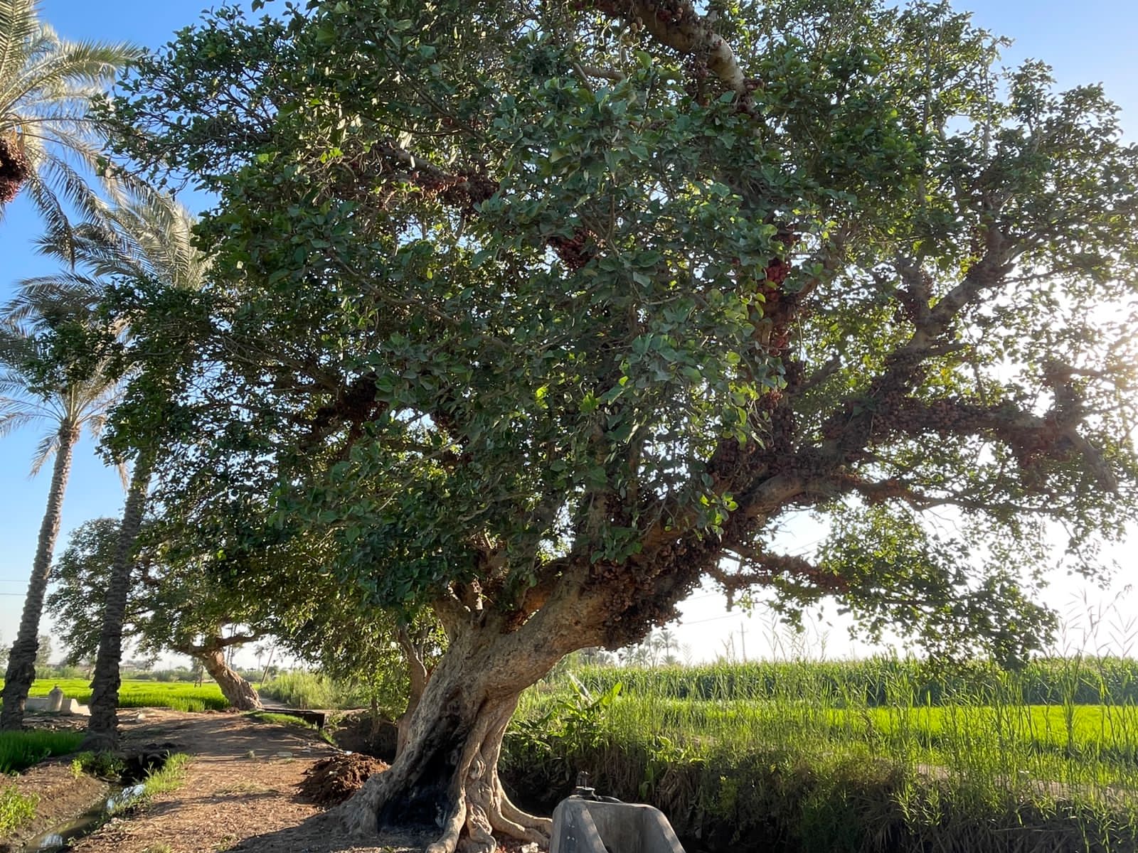 شجرة الجميز (16)