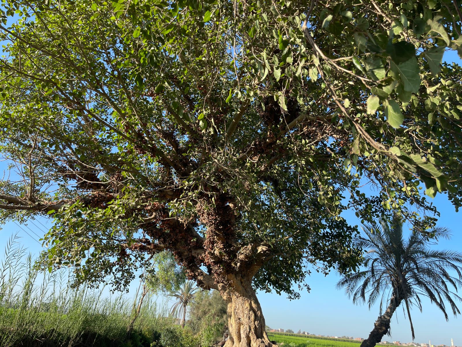 شجرة الجميز (17)