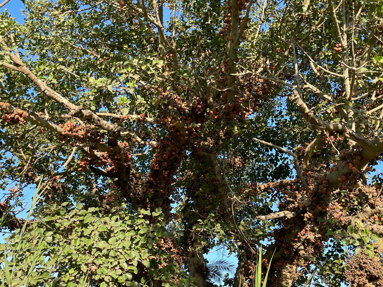 شجرة الجميز (9)